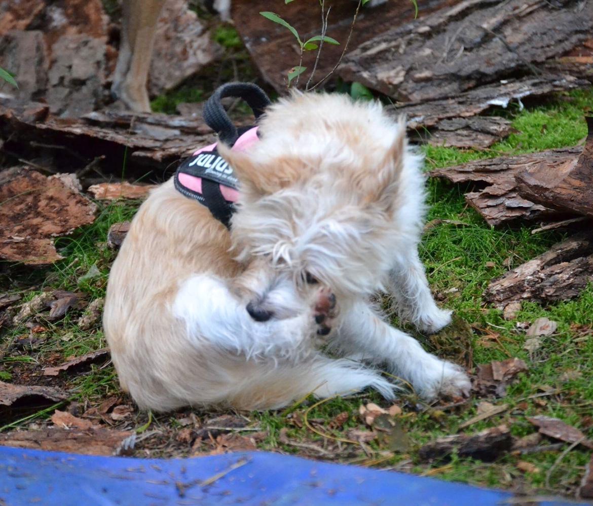 Podengo portugues pequeno Benzina Do Vale Negro Aka. Zina billede 23