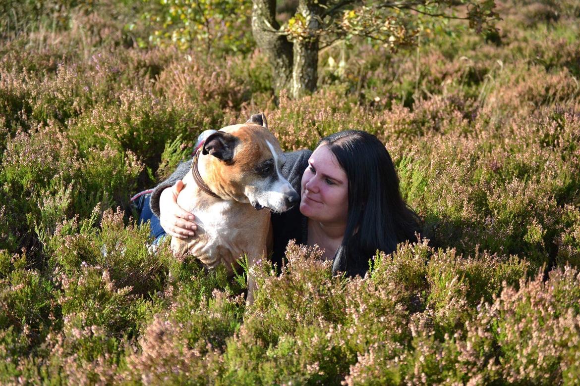 Amerikansk staffordshire terrier Rynke R.I.P verdens bedste Rynke billede 28