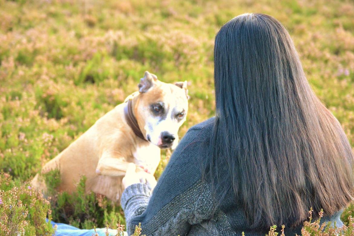 Amerikansk staffordshire terrier Rynke R.I.P verdens bedste Rynke billede 31