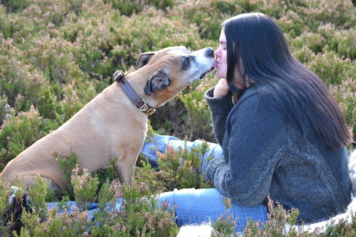 Amerikansk staffordshire terrier Rynke R.I.P verdens bedste Rynke billede 33