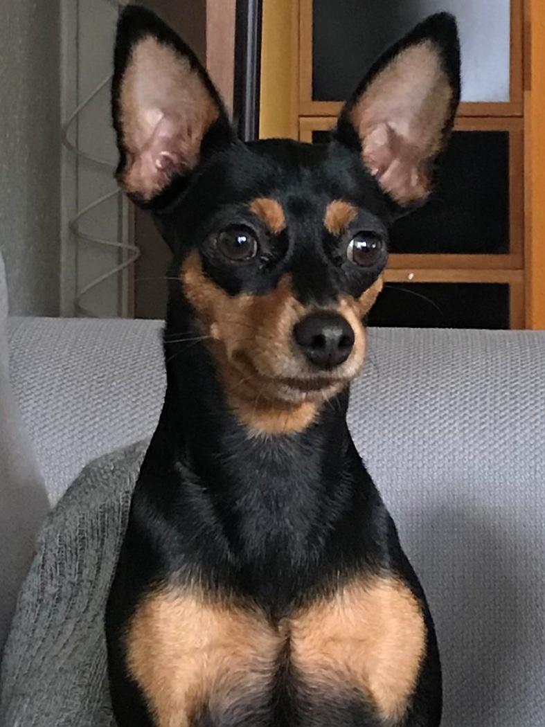 Russisk toy terrier Ida billede 5