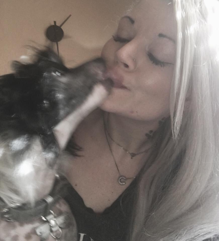 Chinese crested hårløs Jax billede 9