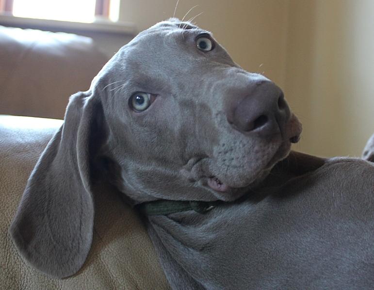 Weimaraner Hot Shoot´s Prida (Frida) HD A billede 2