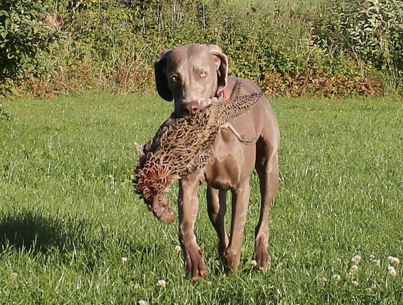 Weimaraner Hot Shoot´s Prida (Frida) HD A billede 8