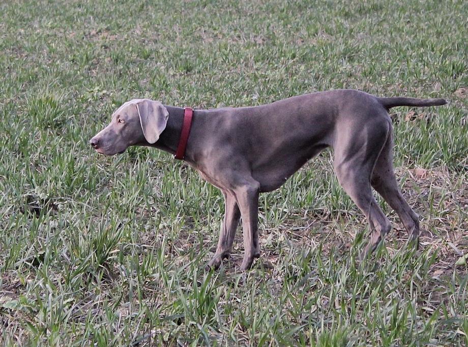 Weimaraner Hot Shoot´s Prida (Frida) HD A billede 6