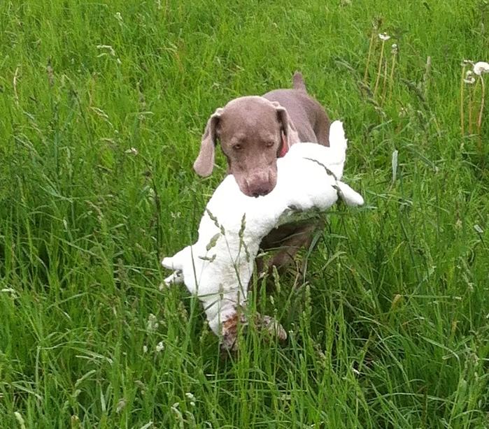 Weimaraner Hot Shoot´s Prida (Frida) HD A billede 9