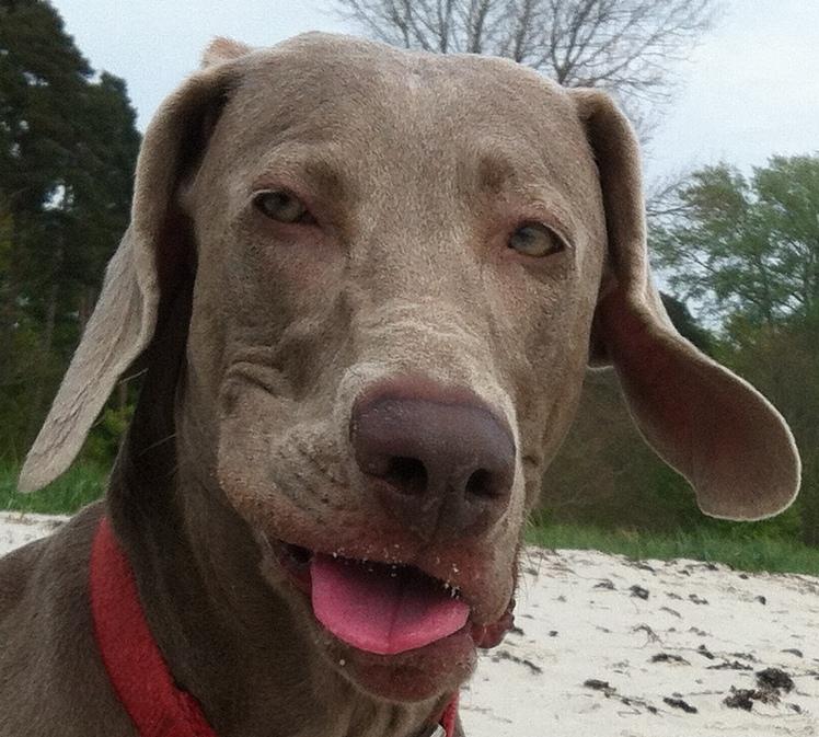 Weimaraner Hot Shoot´s Prida (Frida) HD A billede 3