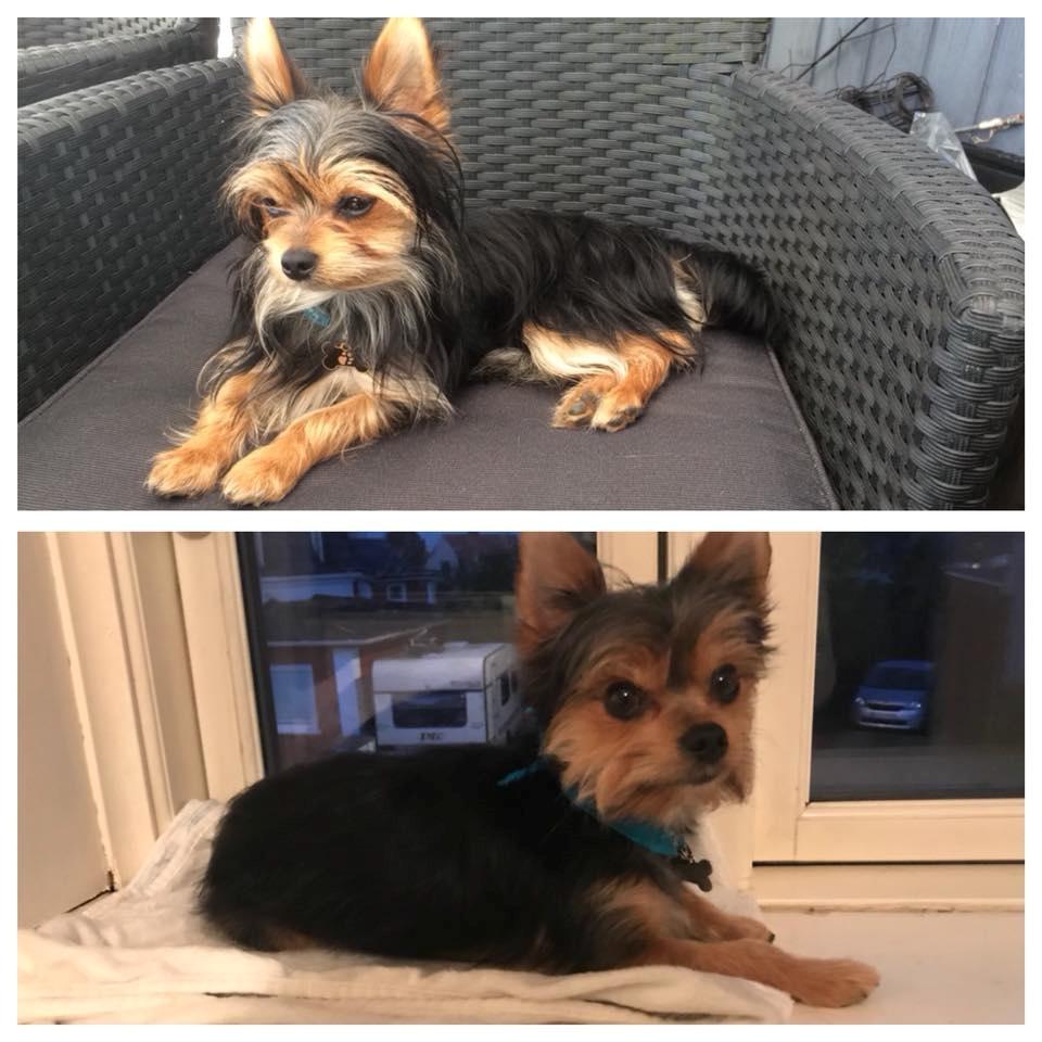 Blanding af racer Buddy billede 20