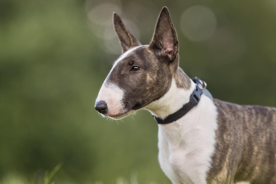 Bullterrier Qwerty (Danmar Bull's Rainbow Dash) billede 16