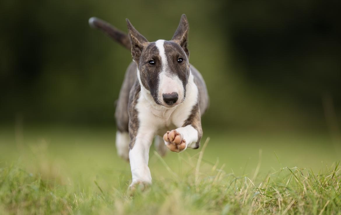 Bullterrier Qwerty (Danmar Bull's Rainbow Dash) billede 25
