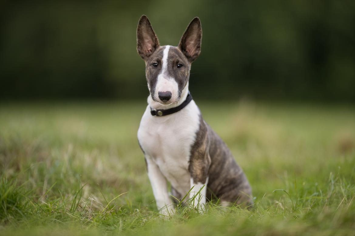 Bullterrier Qwerty (Danmar Bull's Rainbow Dash) billede 17