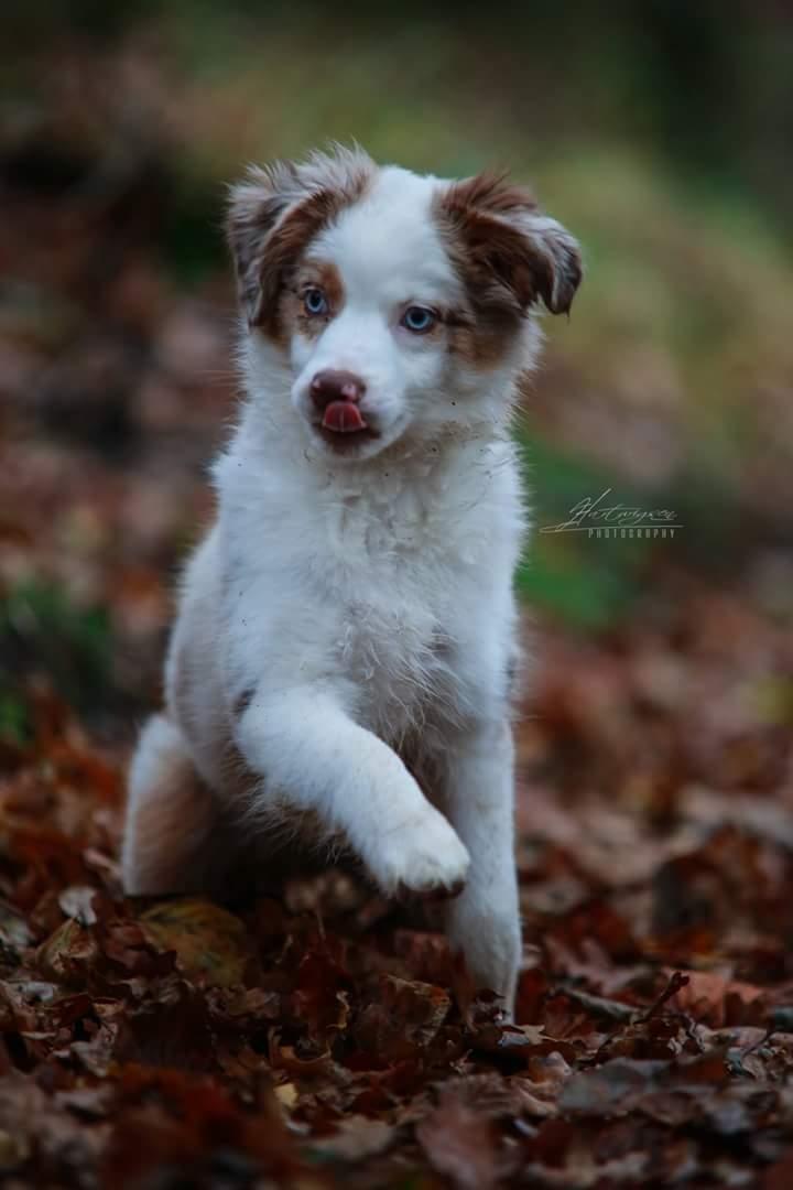 Miniature American Shepherd LilSunKiss Queen Bee - Jitsu - Foto: Hartwigsen Photography billede 13