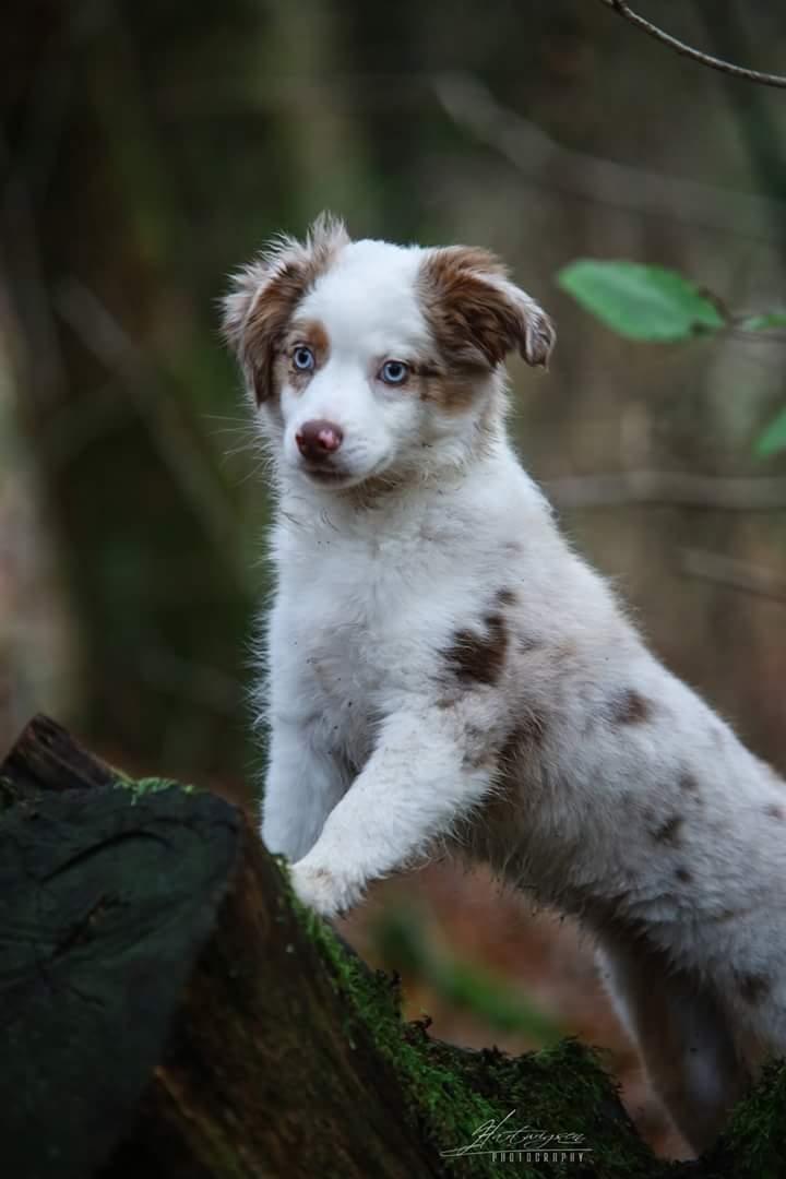 Miniature American Shepherd LilSunKiss Queen Bee - Jitsu - Foto: Hartwigsen Photography billede 12