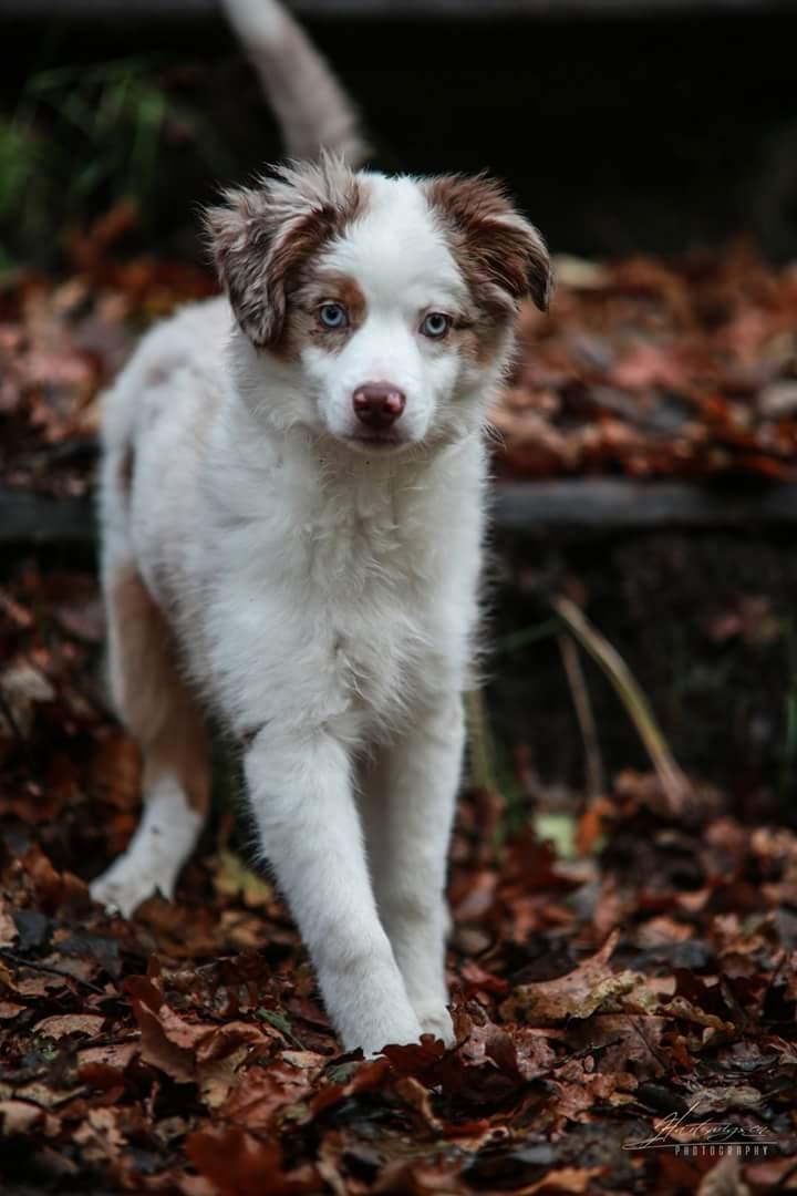 Miniature American Shepherd LilSunKiss Queen Bee - Jitsu - Foto: Hartwigsen Photography billede 10