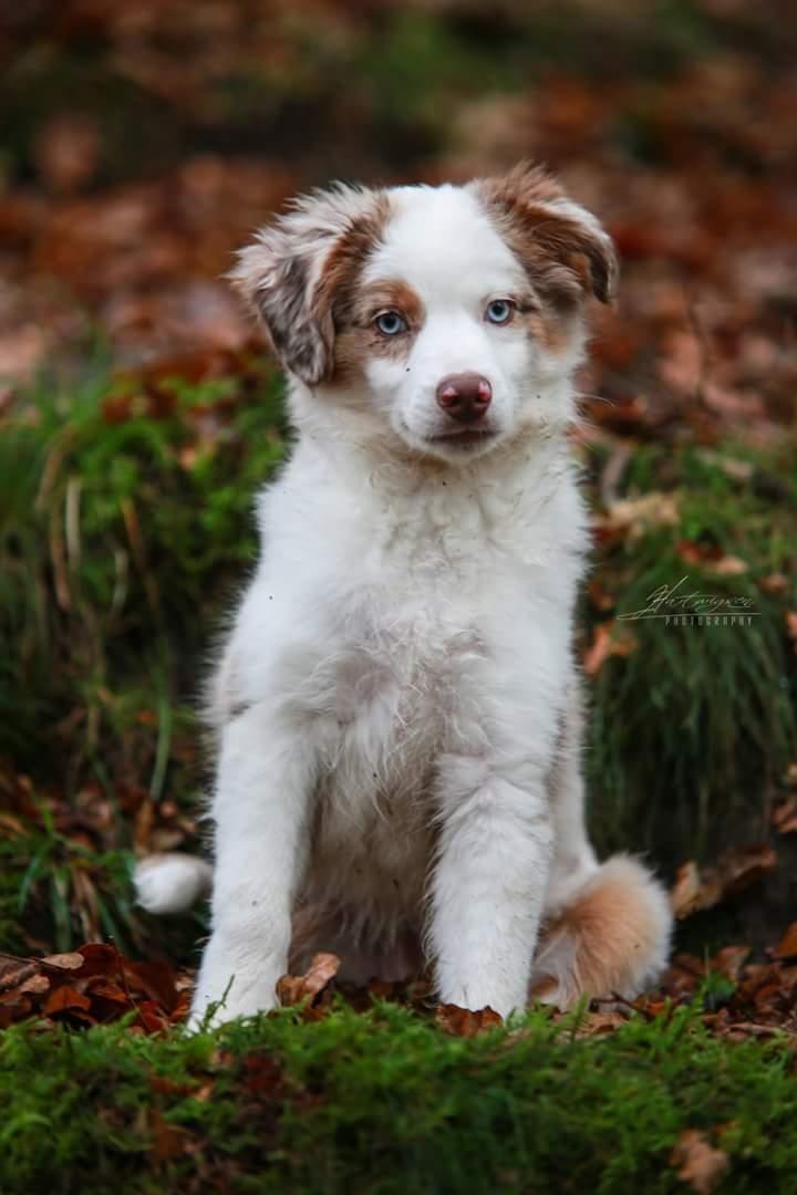 Miniature American Shepherd LilSunKiss Queen Bee - Jitsu - Foto: Hartwigsen Photography billede 1