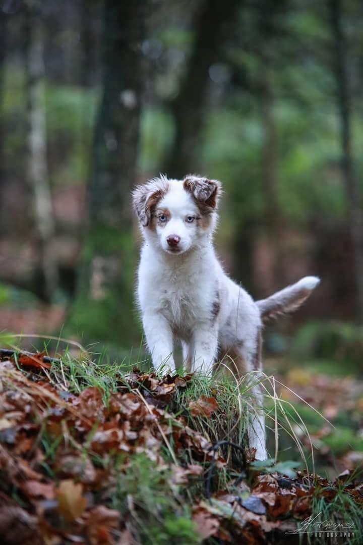 Miniature American Shepherd LilSunKiss Queen Bee - Jitsu - Foto: Hartwigsen Photography billede 11