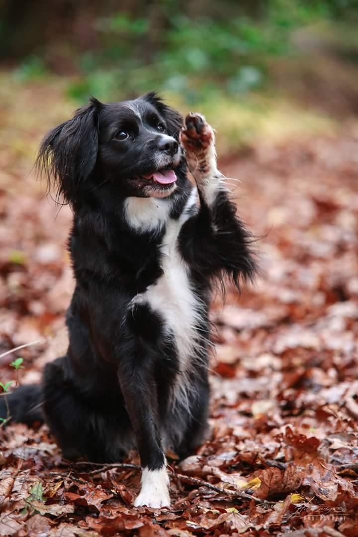 Blanding af racer Superhunden Molly - Foto: Hartwigsen Photography billede 37