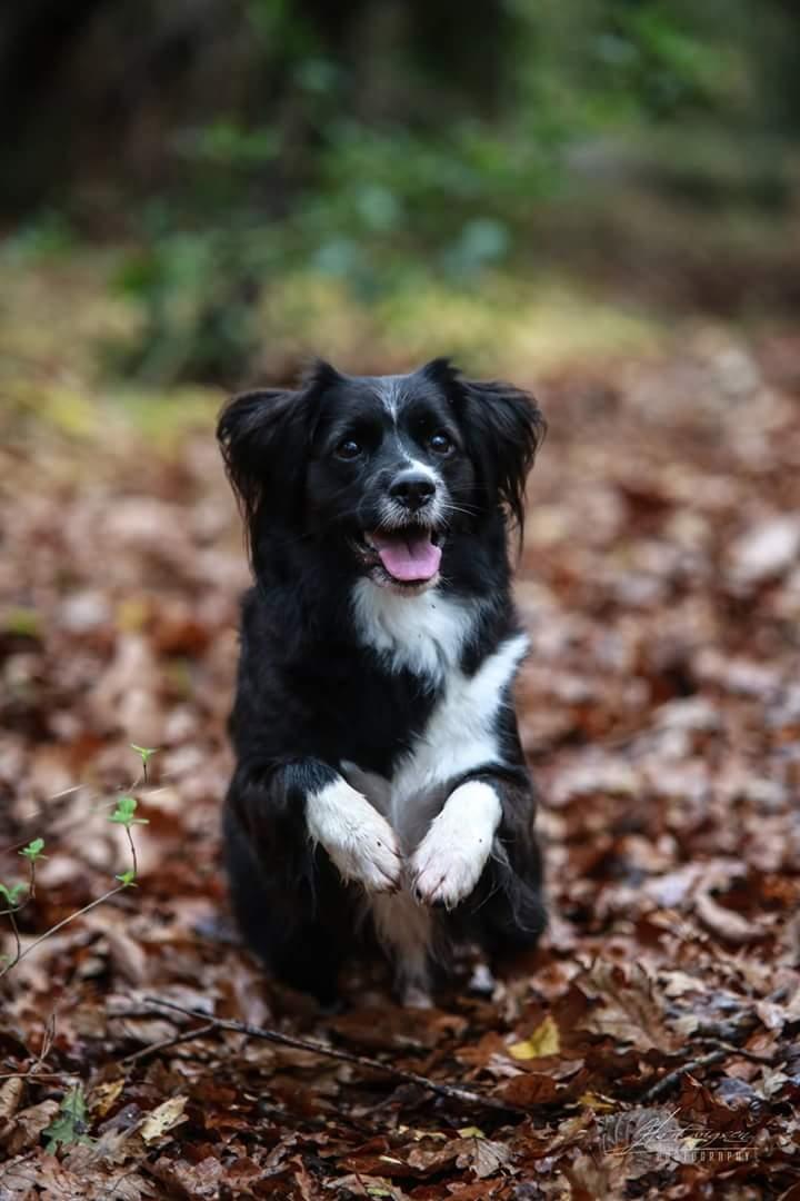 Blanding af racer Superhunden Molly - Foto: Hartwigsen Photography billede 1