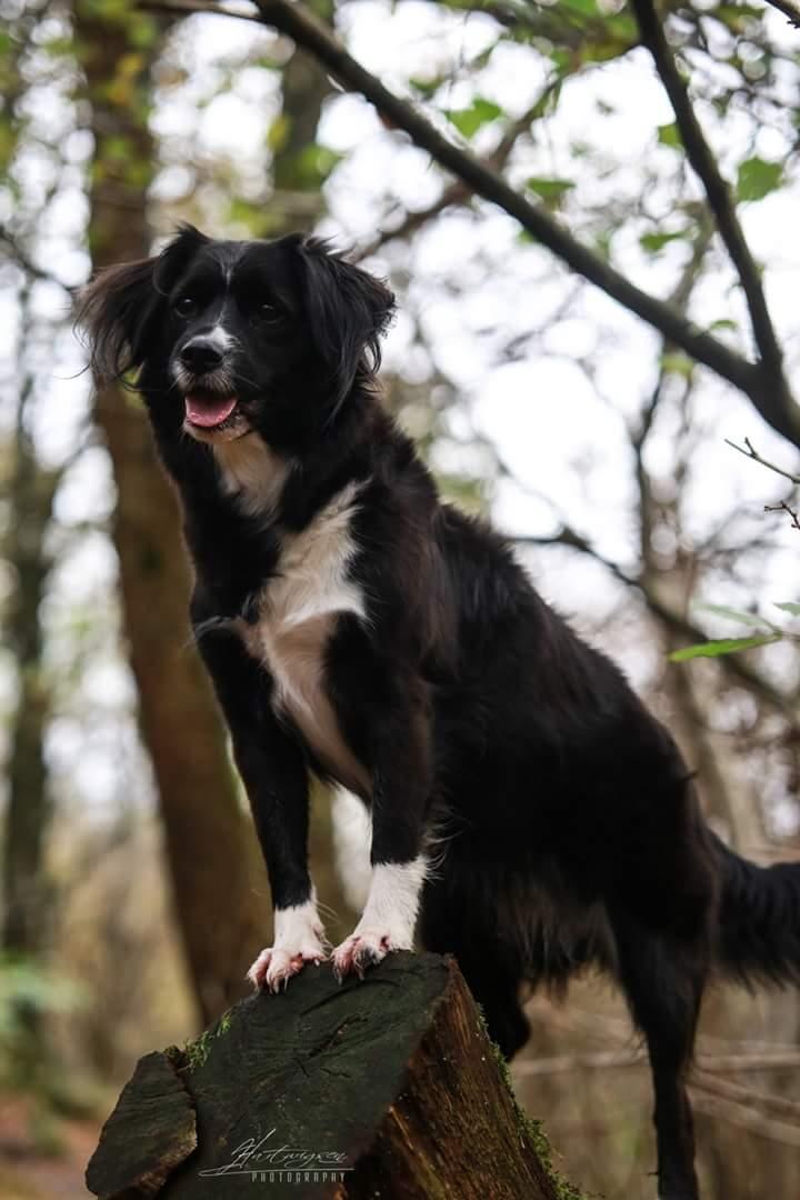 Blanding af racer Superhunden Molly - Foto: Hartwigsen Photography billede 38