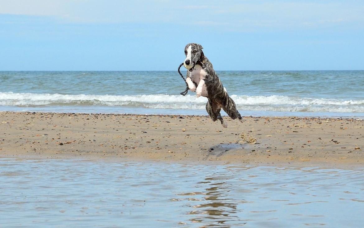 Whippet Galanta Whippets Milani aka Ayla billede 14