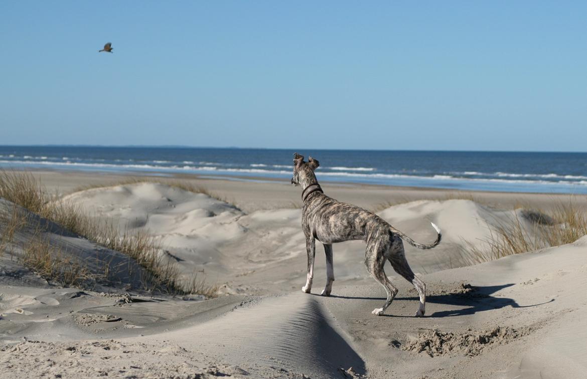 Whippet Galanta Whippets Milani aka Ayla billede 17