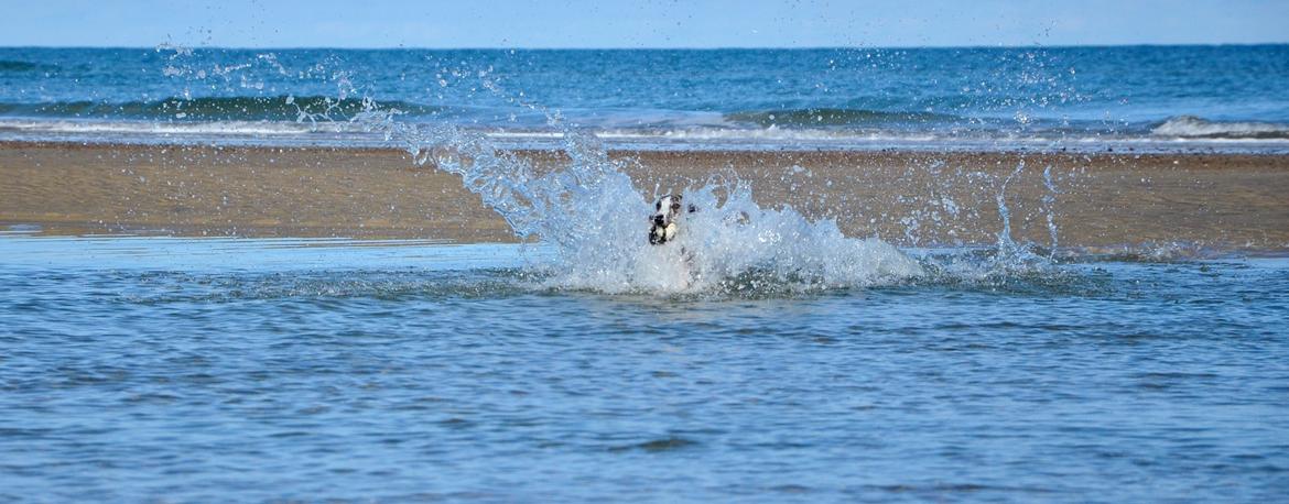 Whippet Galanta Whippets Milani aka Ayla billede 15