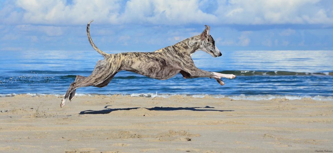 Whippet Galanta Whippets Milani aka Ayla billede 16