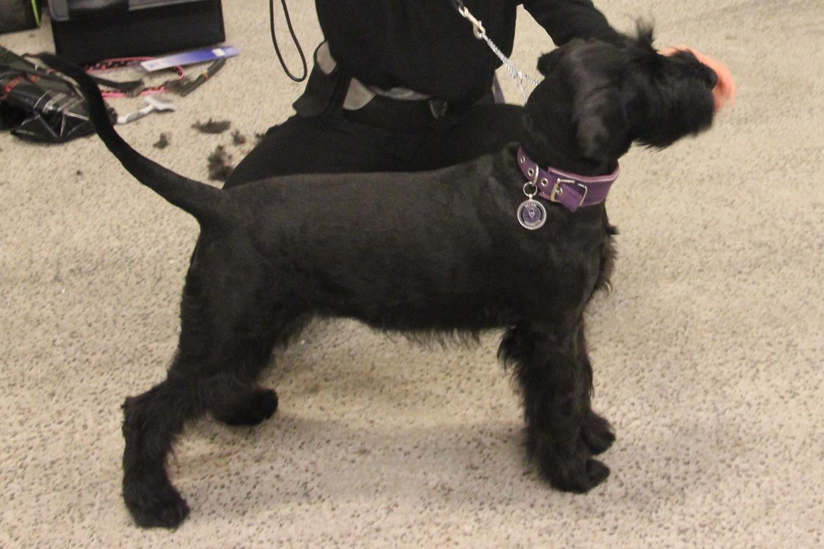 Riesenschnauzer Dibomba's Ekanite Neytiri billede 7