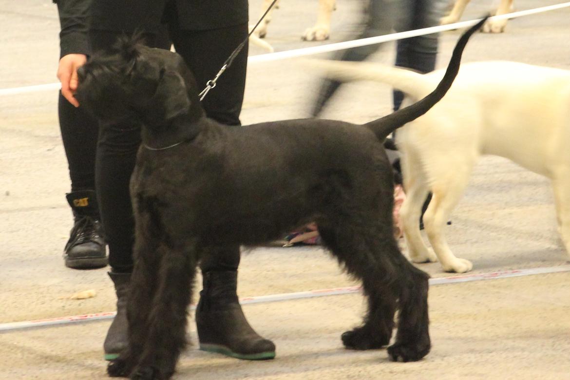 Riesenschnauzer Dibomba's Ekanite Neytiri billede 8