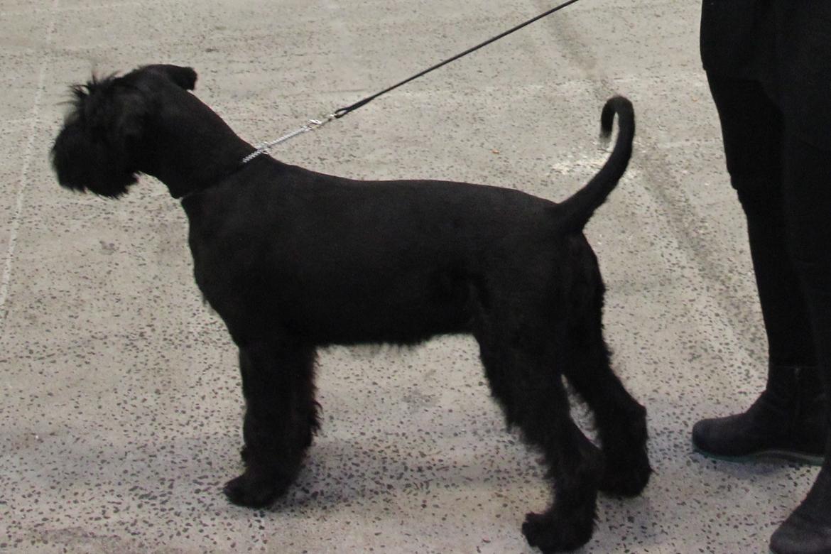 Riesenschnauzer Dibomba's Ekanite Neytiri billede 9