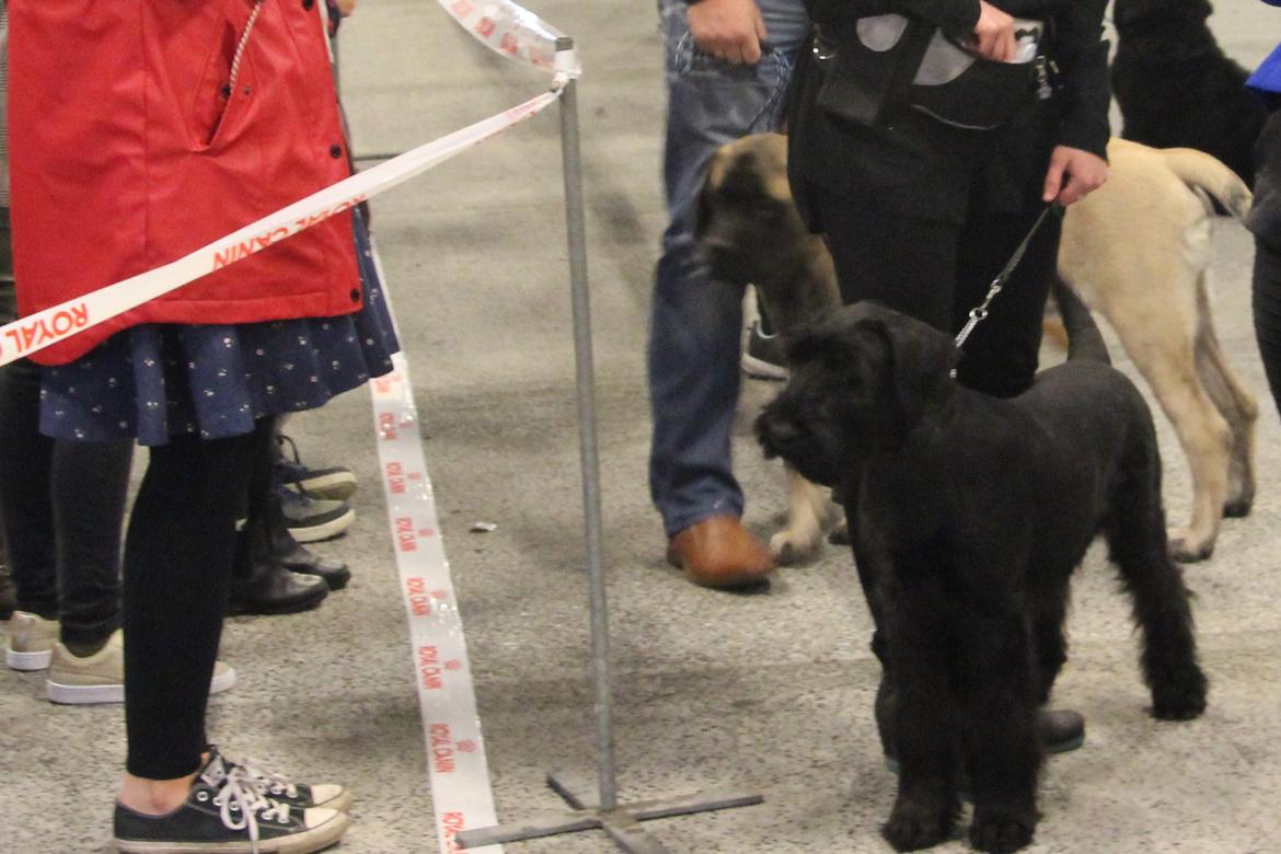 Riesenschnauzer Dibomba's Ekanite Neytiri billede 10