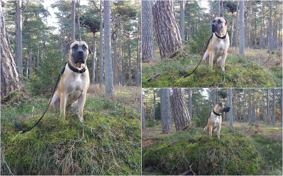 Perro de Presa Canario Crystal Fuerza Bull (Mina) - 19 mdr. gammel billede 15