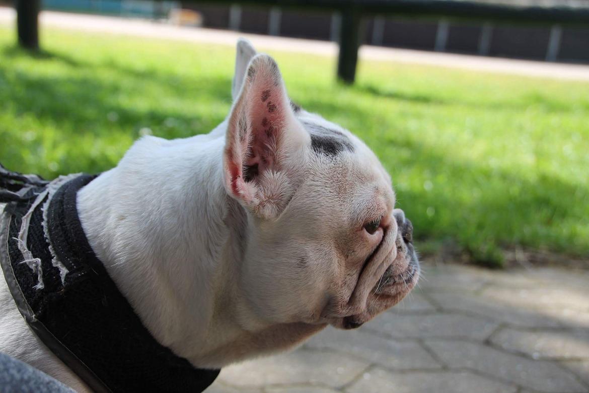 Fransk bulldog Angelique la petit souris -pølse billede 4