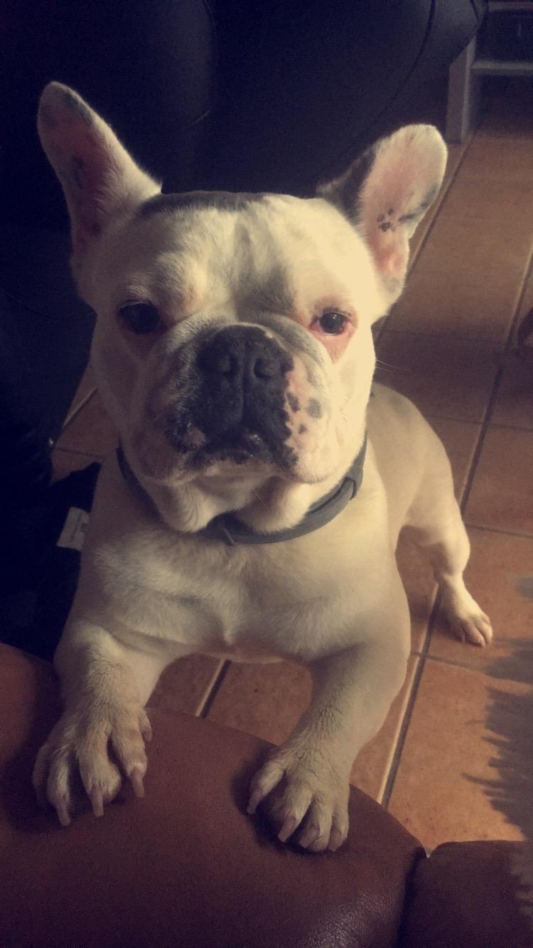 Fransk bulldog Angelique la petit souris -pølse billede 2