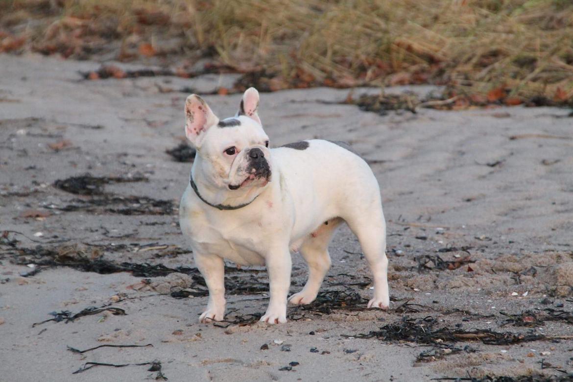 Fransk bulldog Angelique la petit souris -pølse billede 5