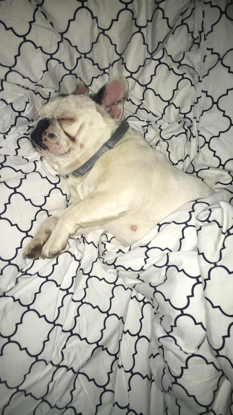Fransk bulldog Angelique la petit souris -pølse billede 8