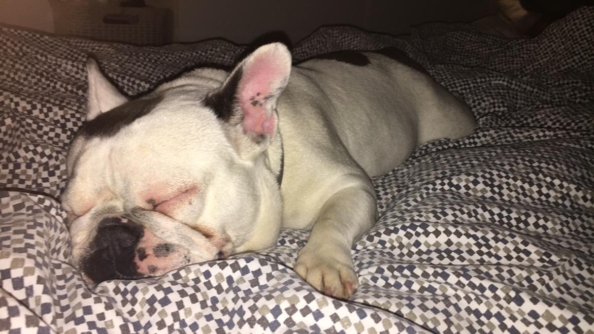 Fransk bulldog Angelique la petit souris -pølse billede 9