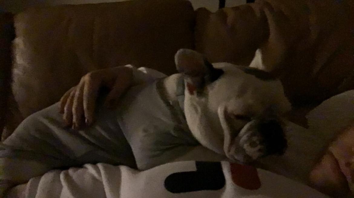 Fransk bulldog Angelique la petit souris -pølse billede 7