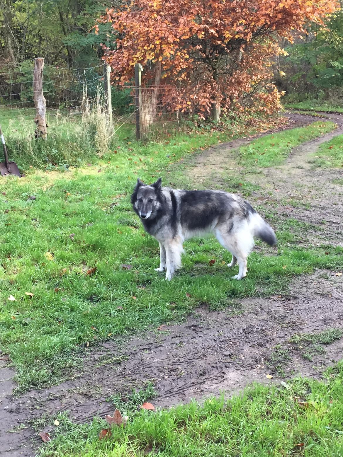 Tervueren Athene A Fleme Of Pride billede 6