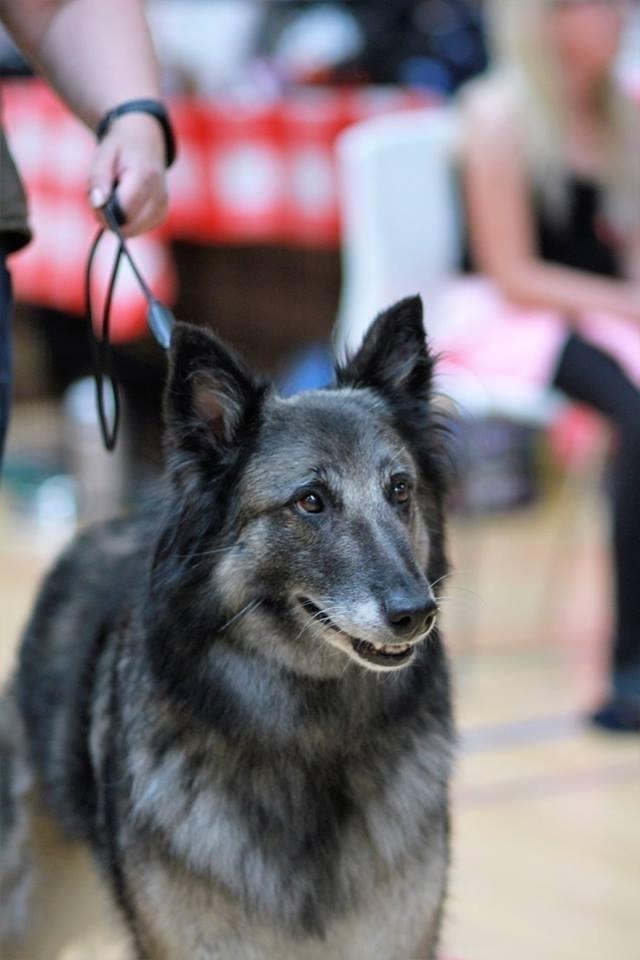 Tervueren Athene A Fleme Of Pride billede 7