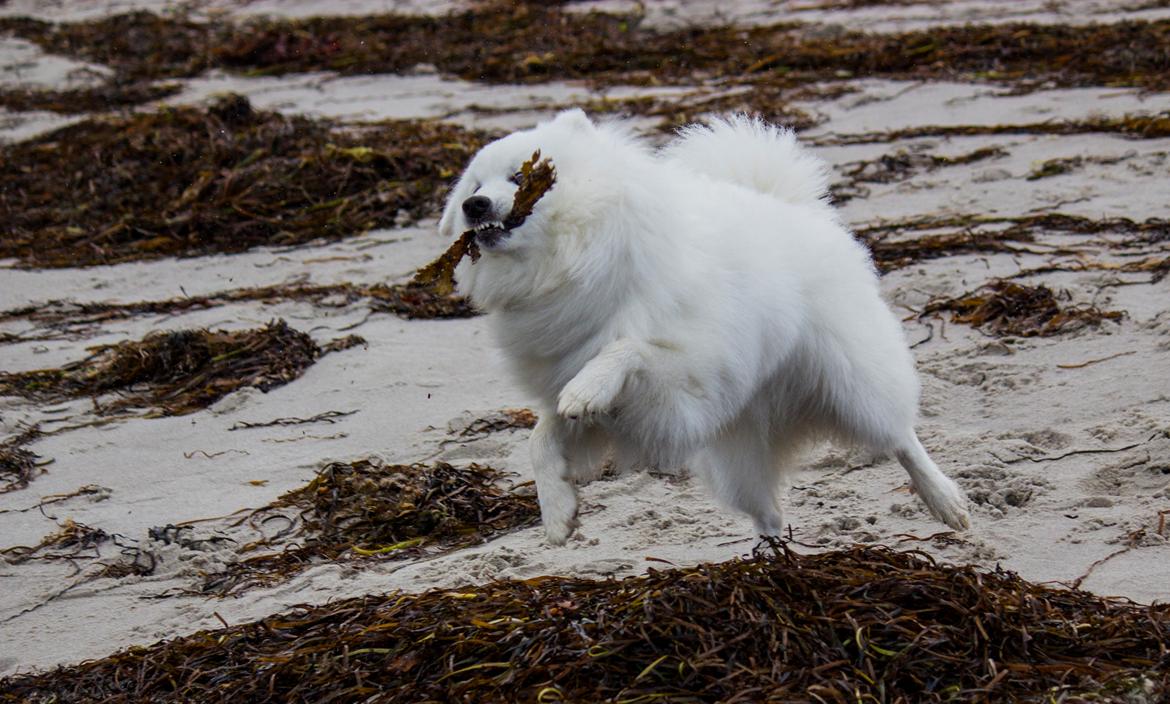 Japansk spids Keimiko Di-Shi's Genkina Iroh - Vraget, 16/10-17 billede 14
