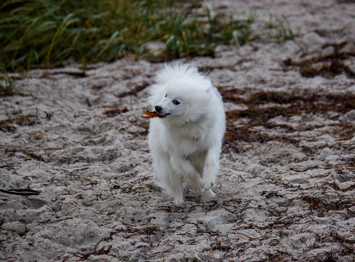 Japansk spids Keimiko Di-Shi's Genkina Iroh - Vraget, 16/10-17 billede 15