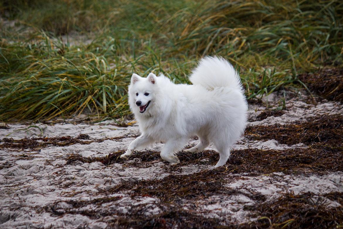 Japansk spids Keimiko Di-Shi's Genkina Iroh - Vraget, 16/10-17 billede 18