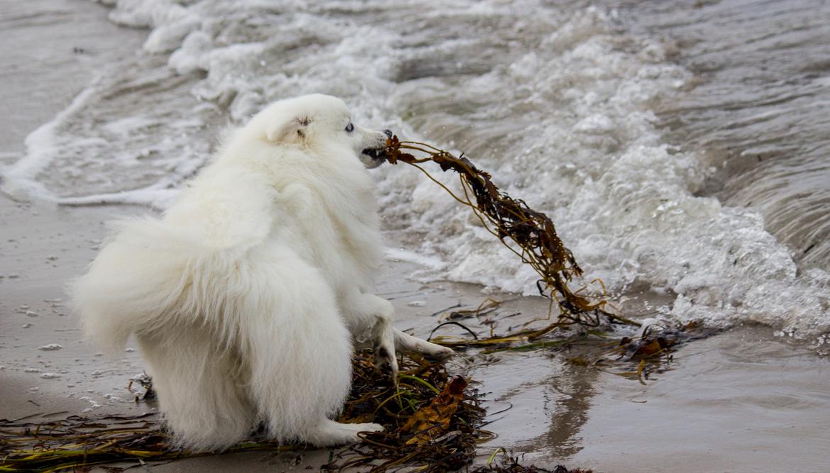 Japansk spids Keimiko Di-Shi's Genkina Iroh - Vraget 16/10-17 billede 20
