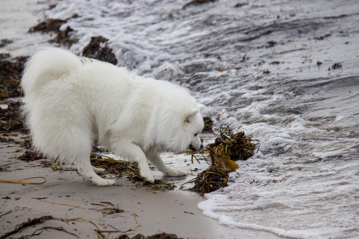 Japansk spids Keimiko Di-Shi's Genkina Iroh - Vraget, 16/10-17 billede 21