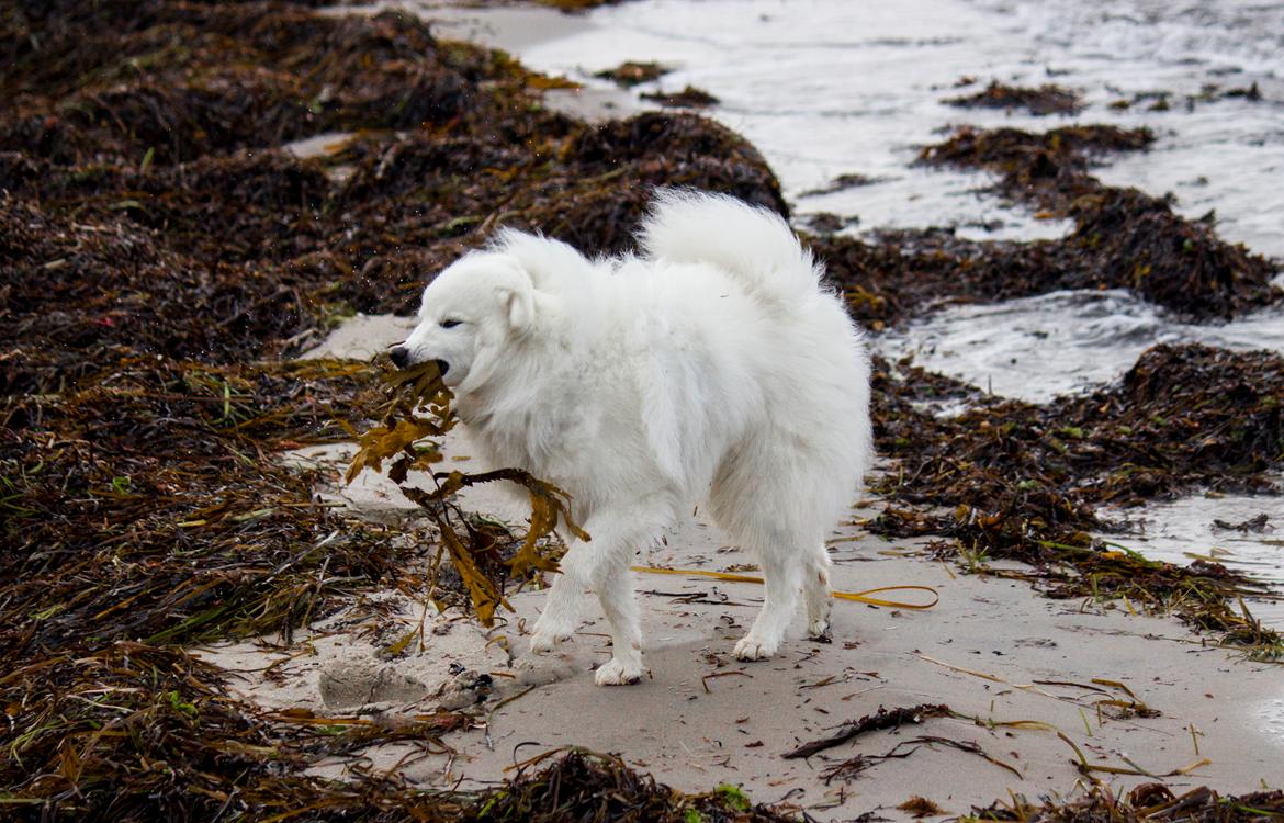 Japansk spids Keimiko Di-Shi's Genkina Iroh - Vraget, 16/10-17 billede 22