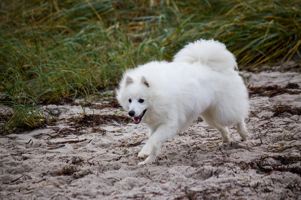 Japansk spids Keimiko Di-Shi's Genkina Iroh - Vraget, 16/10-17 billede 19