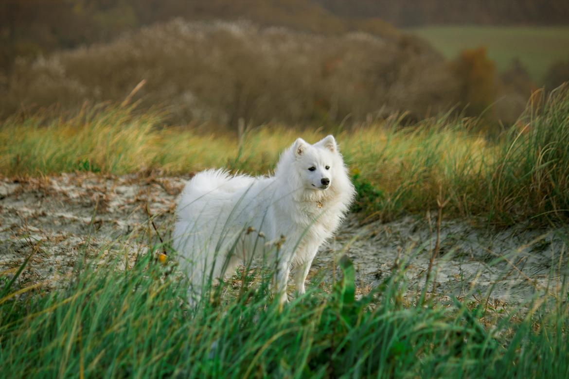 Japansk spids Keimiko Di-Shi's Genkina Iroh - Ved Vraget strand d. 16/10-17 billede 5