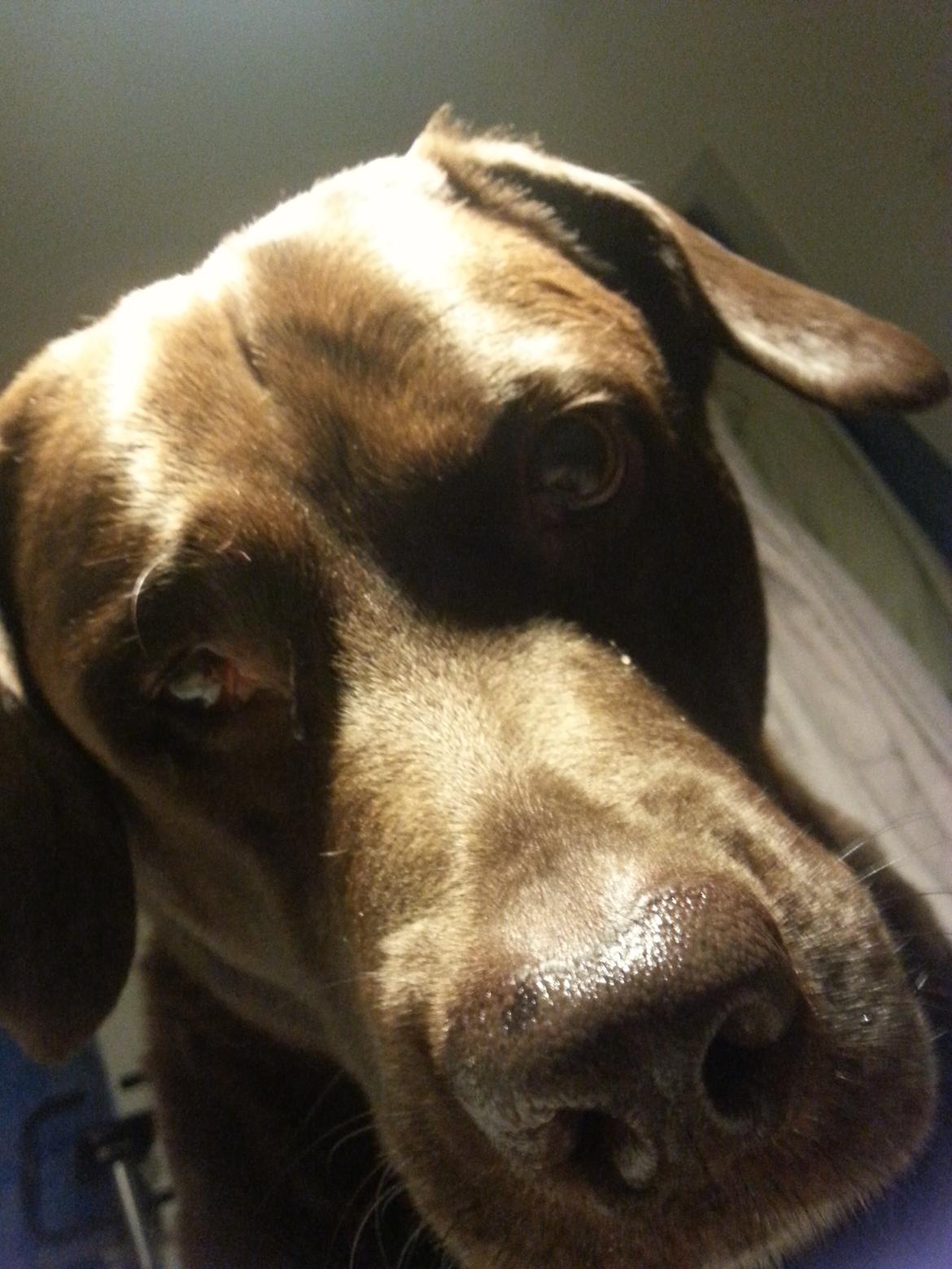 Labrador retriever Bobo (3/8/2009-27/5/2018) - Close-up, hahah billede 24