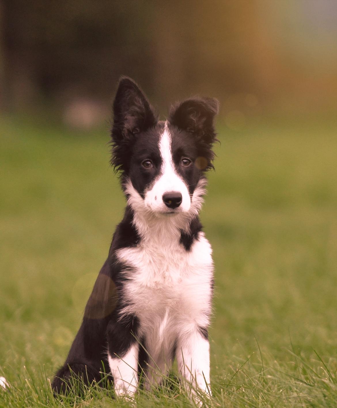 Border collie Menellis Rey billede 13
